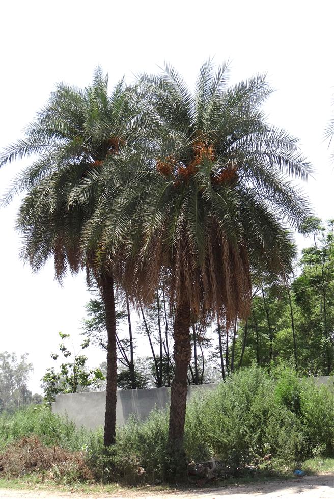 Phoenix sylvestris